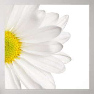 White Daisy Flower Background Customised Daisies Poster