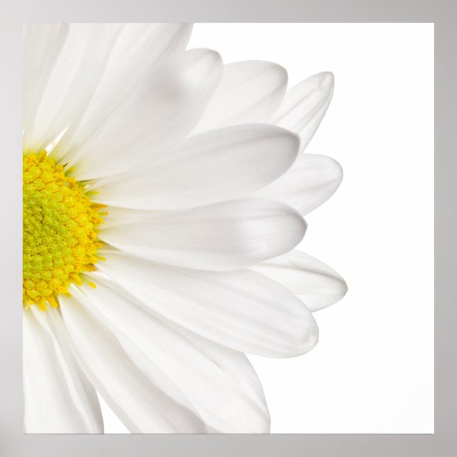 White Daisy Flower Background Customised Daisies Poster (Front)