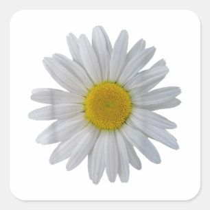 White daisy flower, blooming daisy, blooms, flower square sticker