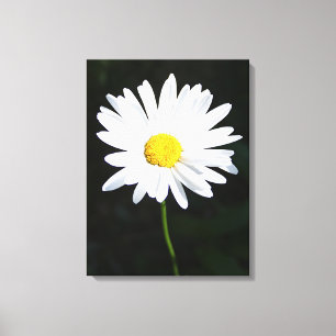White Daisy Flower Canvas Print