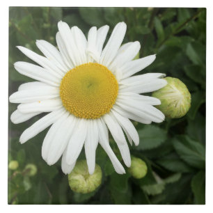 White Daisy Flower Ceramic Tile