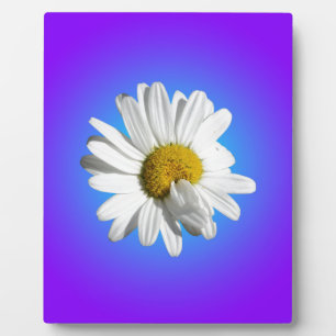 White Daisy Flower Floral Purple Blue Gradient Plaque
