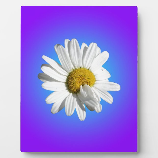 White Daisy Flower Floral Purple Blue Gradient Plaque (Front)