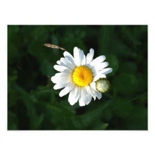 White Daisy Flower Photo Print