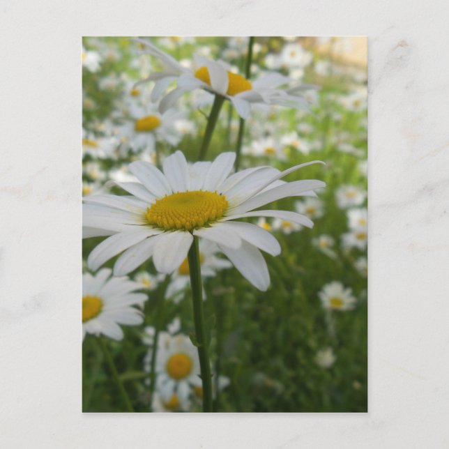 White Daisy Flower Postcard (Front)