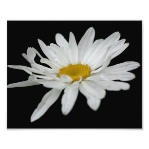 White Daisy Flower Raindrop 8x10 Photo Print