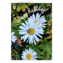 White Daisy Flower with a Bee Birthday Card