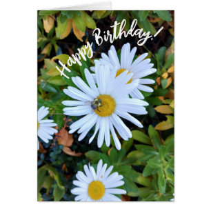 White Daisy Flower with a Bee Birthday Card