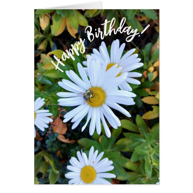 White Daisy Flower with a Bee Birthday Card (Front)