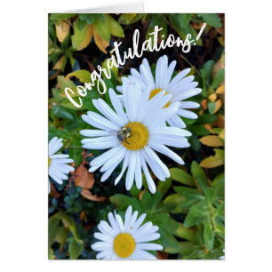 White Daisy Flower with a Bee Congratulations Card