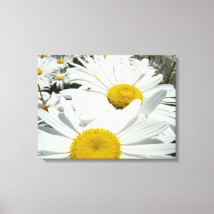 White Daisy Flowers garden art prints Daisies