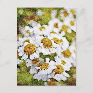 White Daisy Flowers - Painting Art Postcards