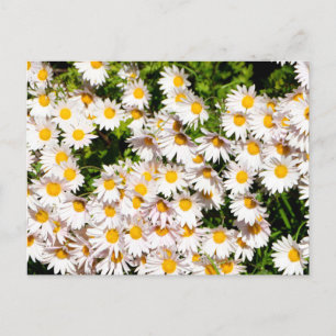 White Daisy flowers Postcard