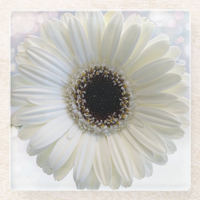 White Daisy Glass Coaster (Front)