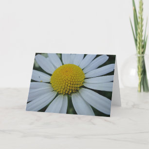 White daisy, greeting map, in blank card