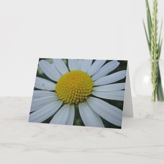 White daisy, greeting map, in blank card (Front)