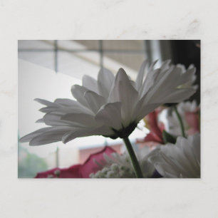 White Daisy Original Floral Photography Postcard