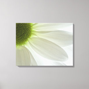 White Daisy Petals Canvas Print