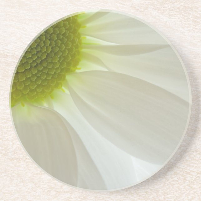 White Daisy Petals  Coaster (Front)