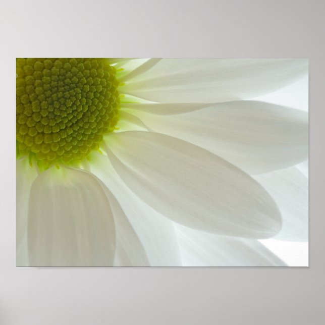 White Daisy Petals Poster (Front)