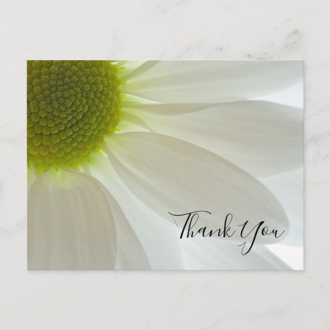 White Daisy Petals Thank You Note Postcard (Front)