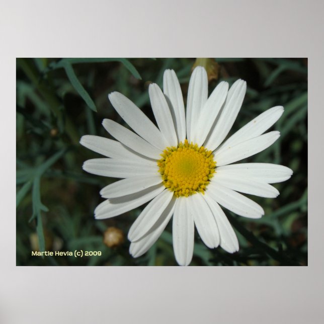 White Daisy Poster (Front)