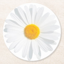 white daisy