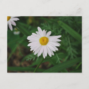 White Daisy Wildflower Post Card