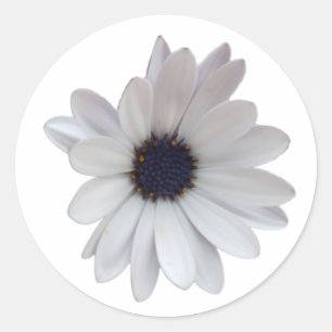 White Daisy with Purple Centre Photo Cutout Classic Round Sticker