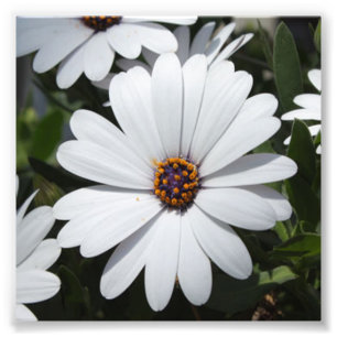 White Daisy's in Bloom Photo Print