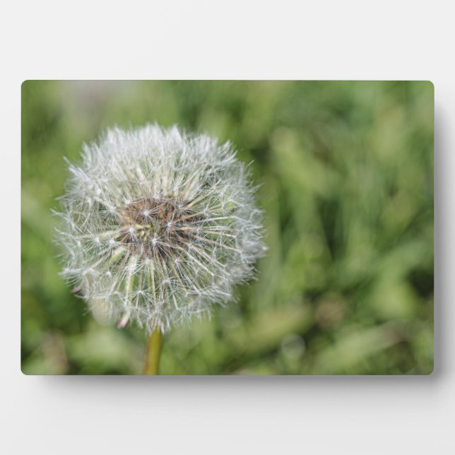 White dandelion flower on green grass plaque (Front)