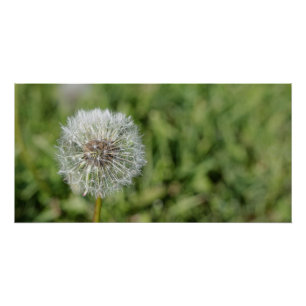 White dandelion flower on green grass poster