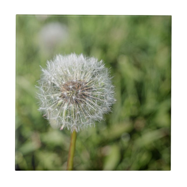 White dandelion flower on green grass tile (Front)