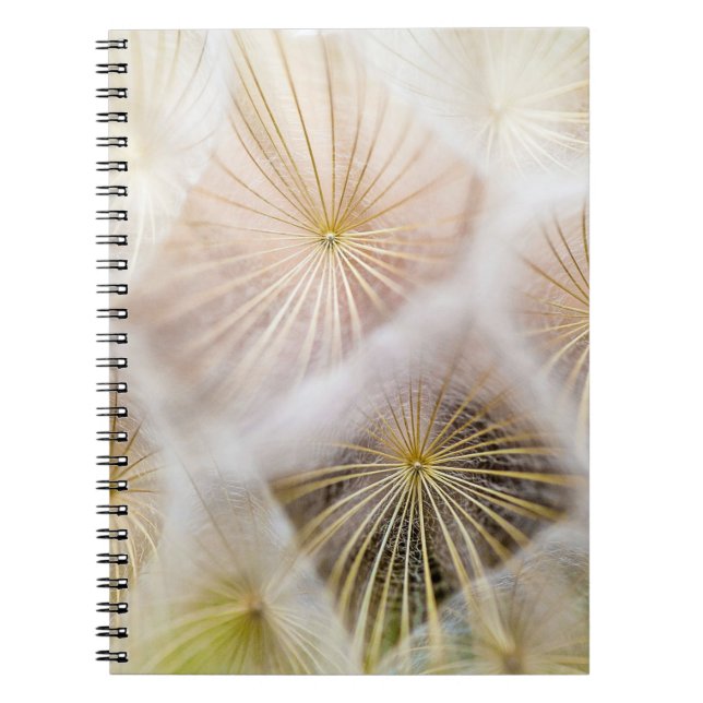 White dandelion flowers notebook (Front)