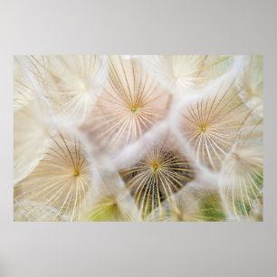 White dandelion flowers poster