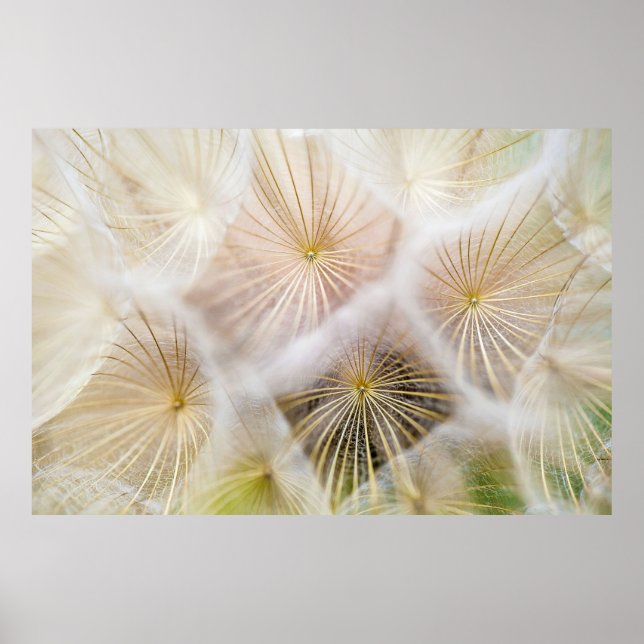 White dandelion flowers poster (Front)