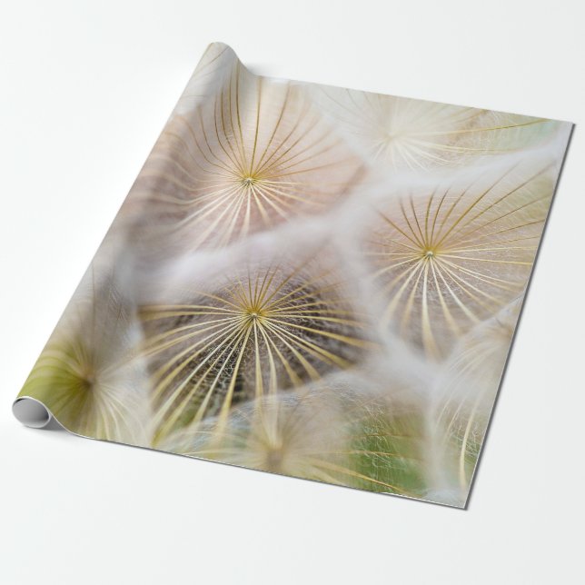 White dandelion flowers wrapping paper (Unrolled)
