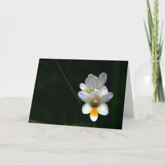 White day lilies on black background Greeting Card