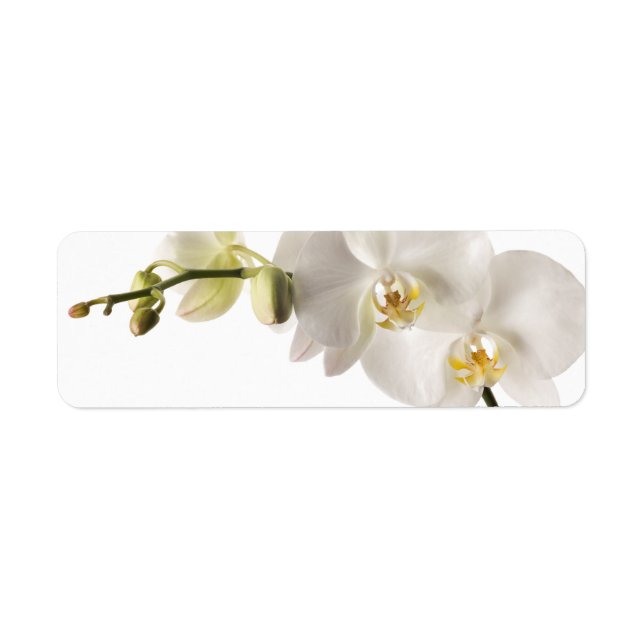 White Dendrobium Orchid Flower Spray Floral Blank (Front)