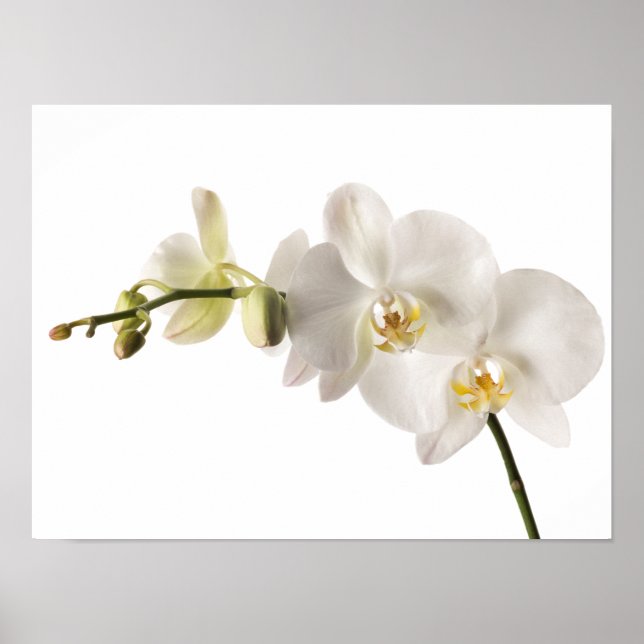 White Dendrobium Orchid Flower Spray Floral Blank Poster (Front)