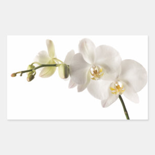 White Dendrobium Orchid Flower Spray Floral Blank Rectangular Sticker