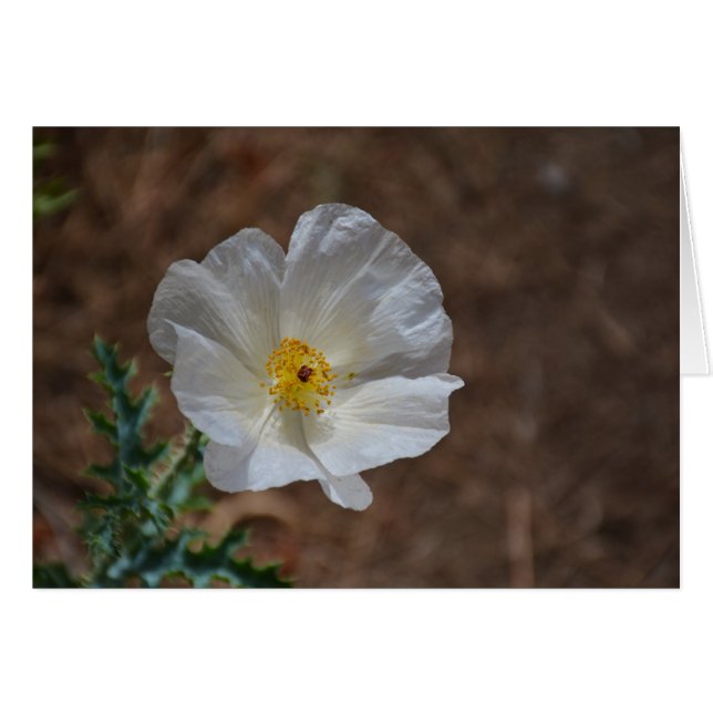 White Desert Wildflower (Front Horizontal)