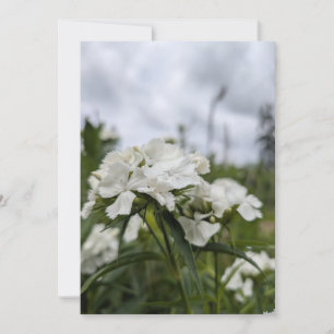 White Dianthus Blossoms Beneath a Summer Sky Invitation