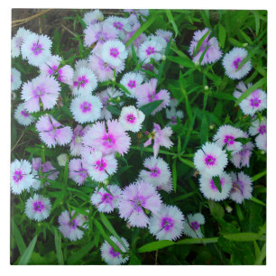 White Dianthus Flower Tile