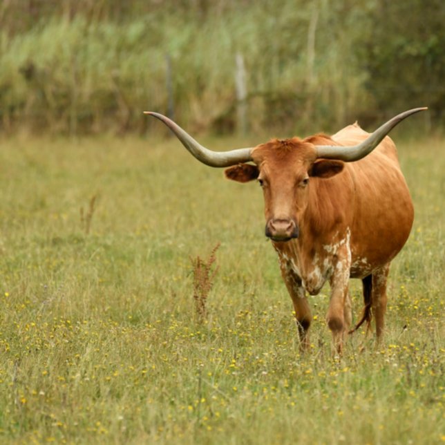 White Doberman Ornament (Creator Uploaded)