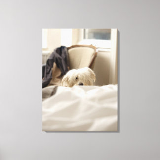 White dog hiding behind bed (differential focus) canvas print