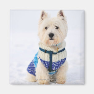 White dog in clothes in the snow. magnet