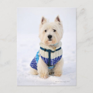 White dog in clothes in the snow. postcard