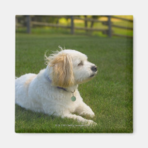 White dog magnet