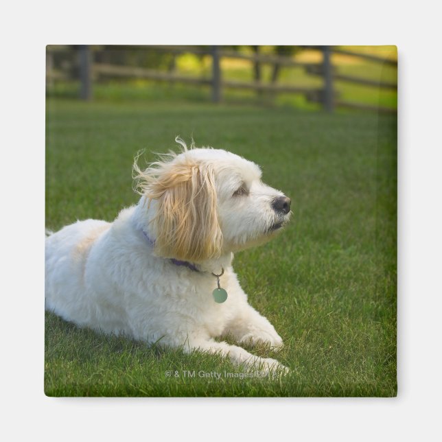 White dog magnet (Front)